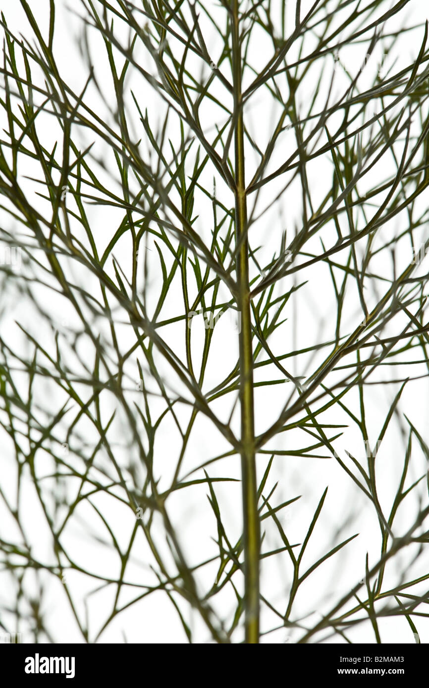 Bronze Fennel leaf Stock Photo Alamy