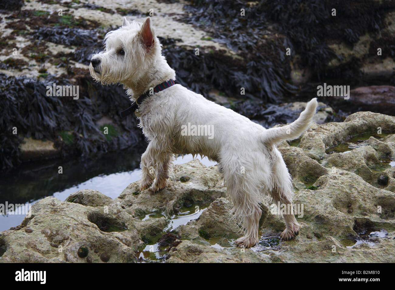 elton john album cover rock of the westies