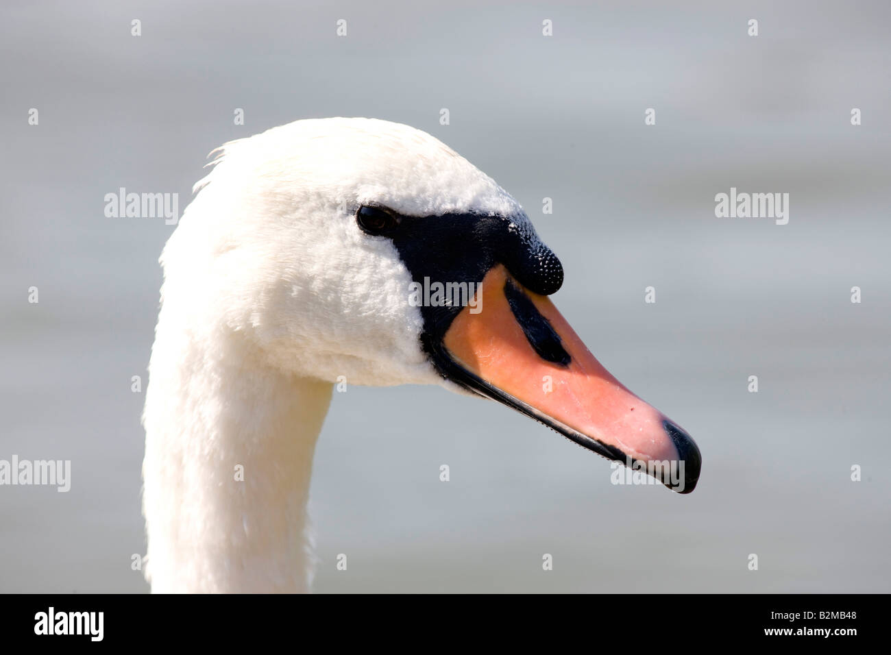 Close up picture of a Swan Stock Photo