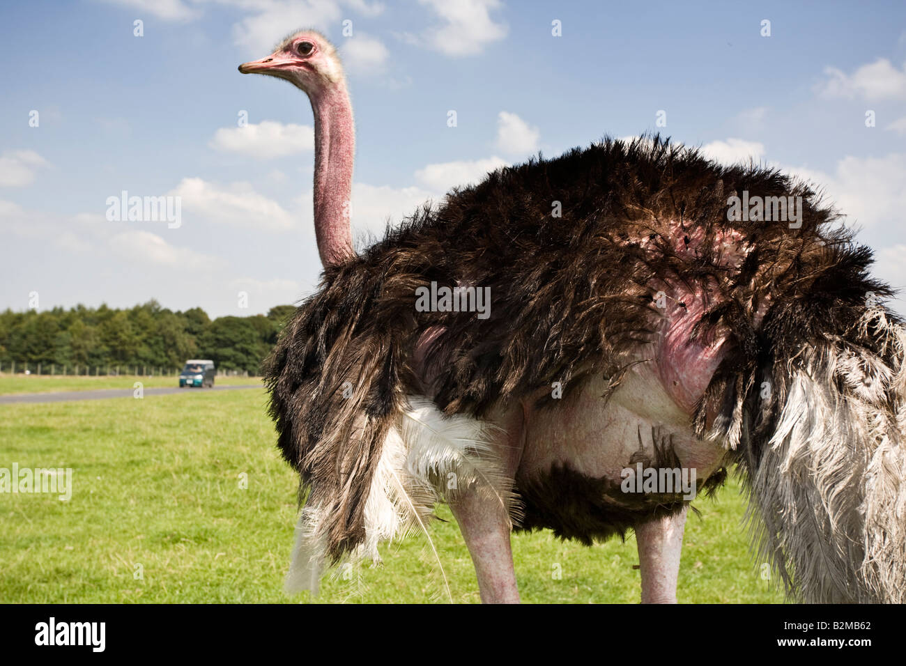 Male Ostrich Stock Photo