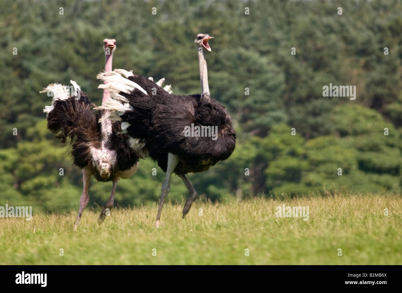 Male Ostriches Displaying Stock Photo