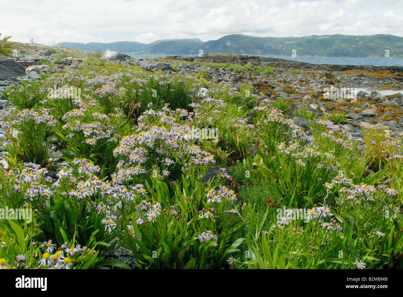 The beach in Nord-Trøndelag in Norway Stock Photo
