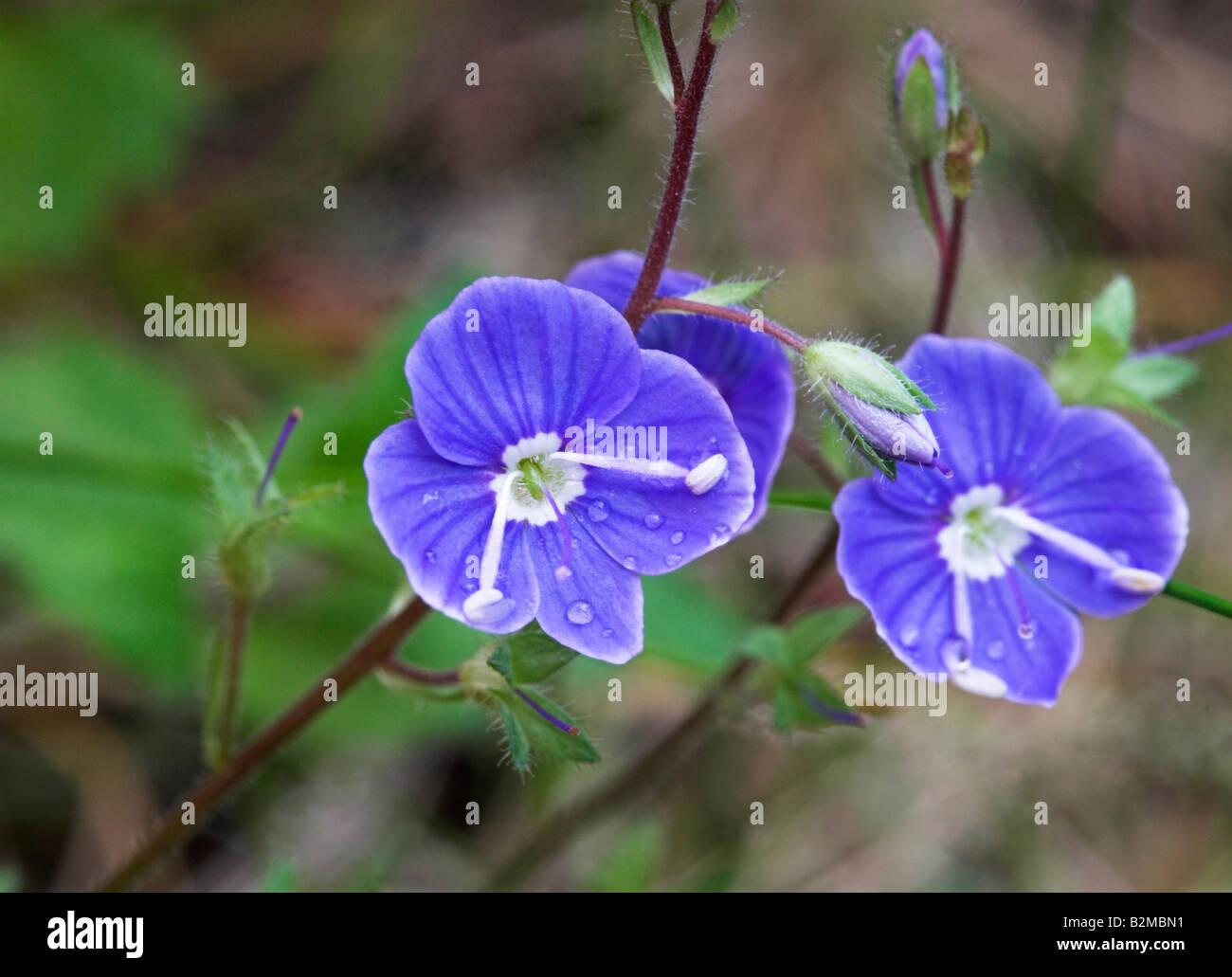 Germander Speedwell flowers and bud Veronica chamaedrys Stock Photo