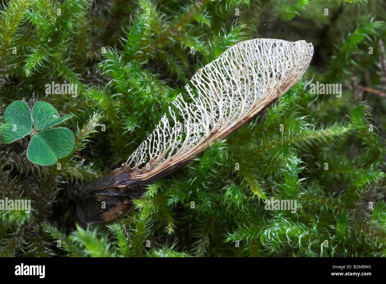 Skeletonised sycamore seed Acer pseudoplatanus on moss Stock Photo