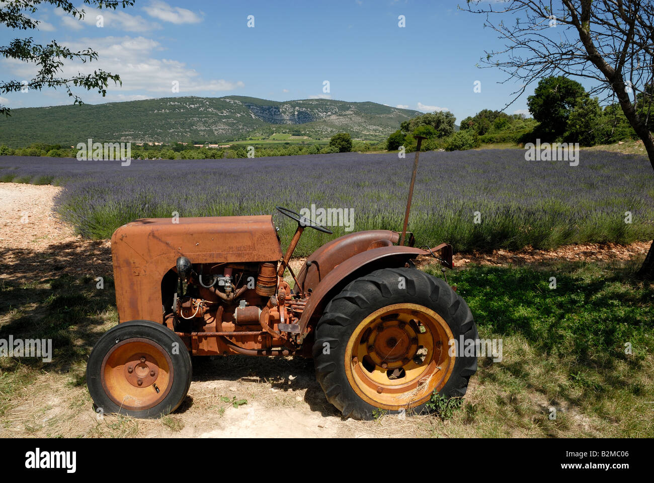 Old tractor and lavender field in the background in France Stock Photo