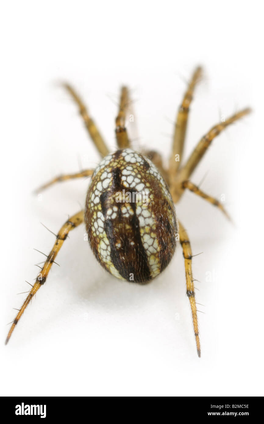 The bottle marking of a Mangora acalypha spider, Araneidae family. Stock Photo