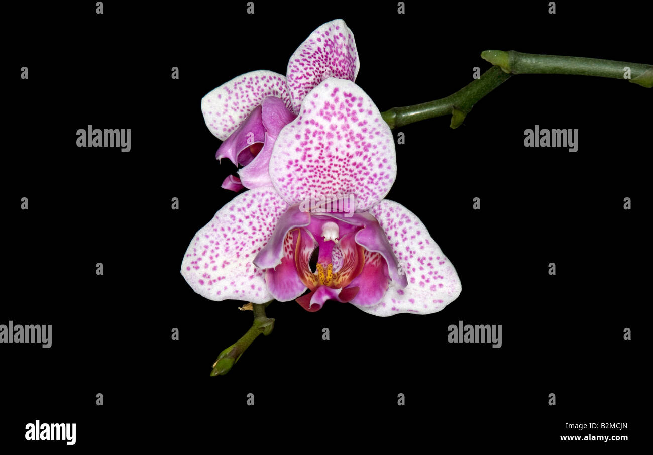 Pink and white flowers of a Phalaenopsis hybrid (Moth Orchid) Stock Photo