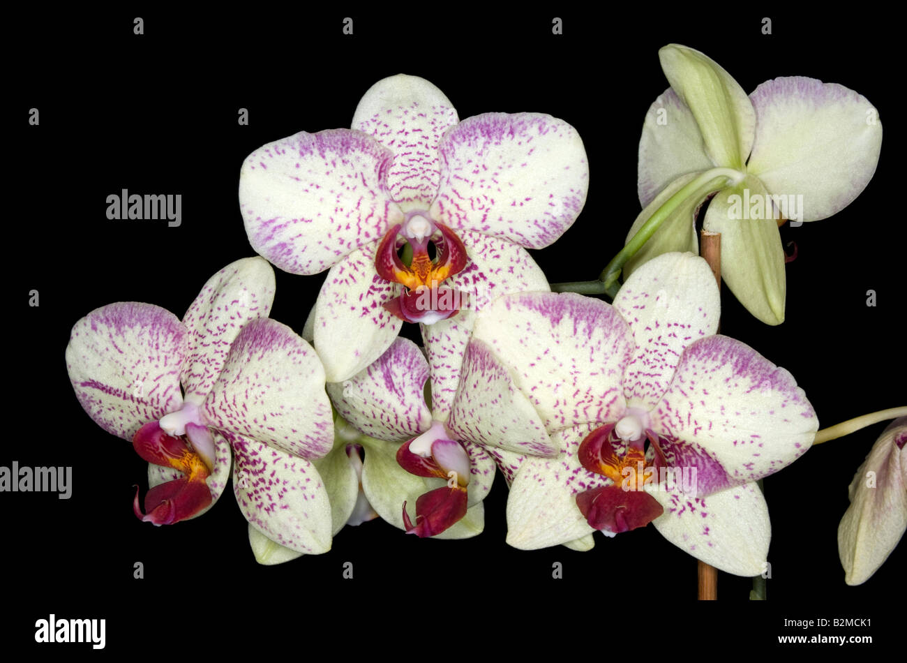 Strikingly coloured flowers of a Phalaenopsis hybrid (Moth Orchid) Stock Photo