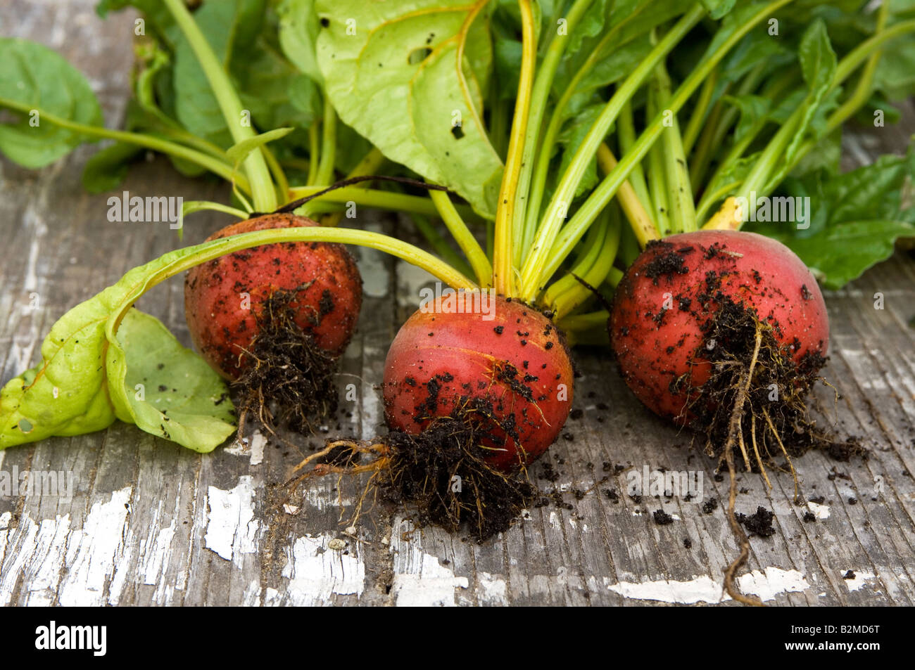 Three golden beets. Stock Photo