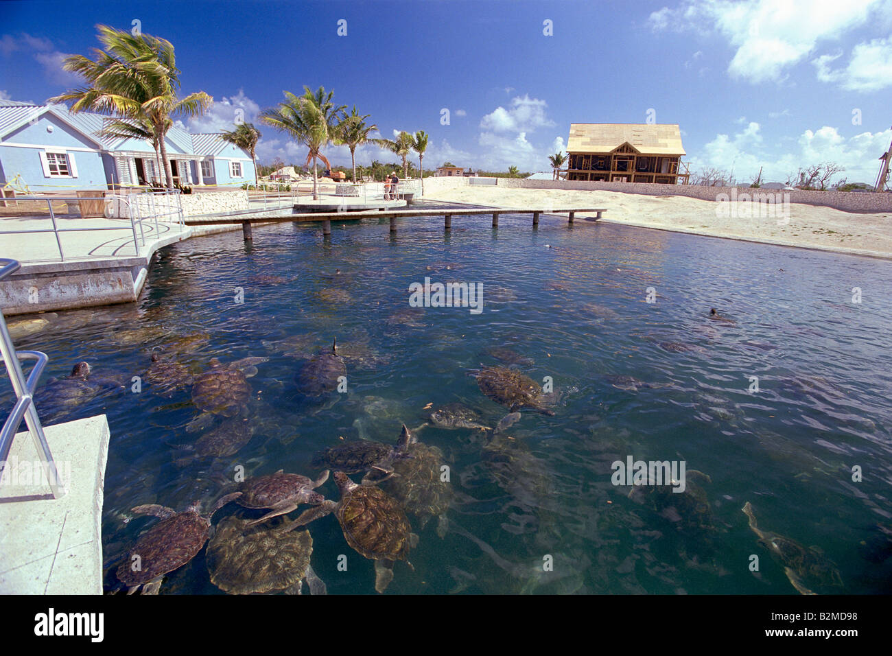 Adult Turtle Pool Turtle Farm Grand Cayman Islands Stock Photo - Alamy