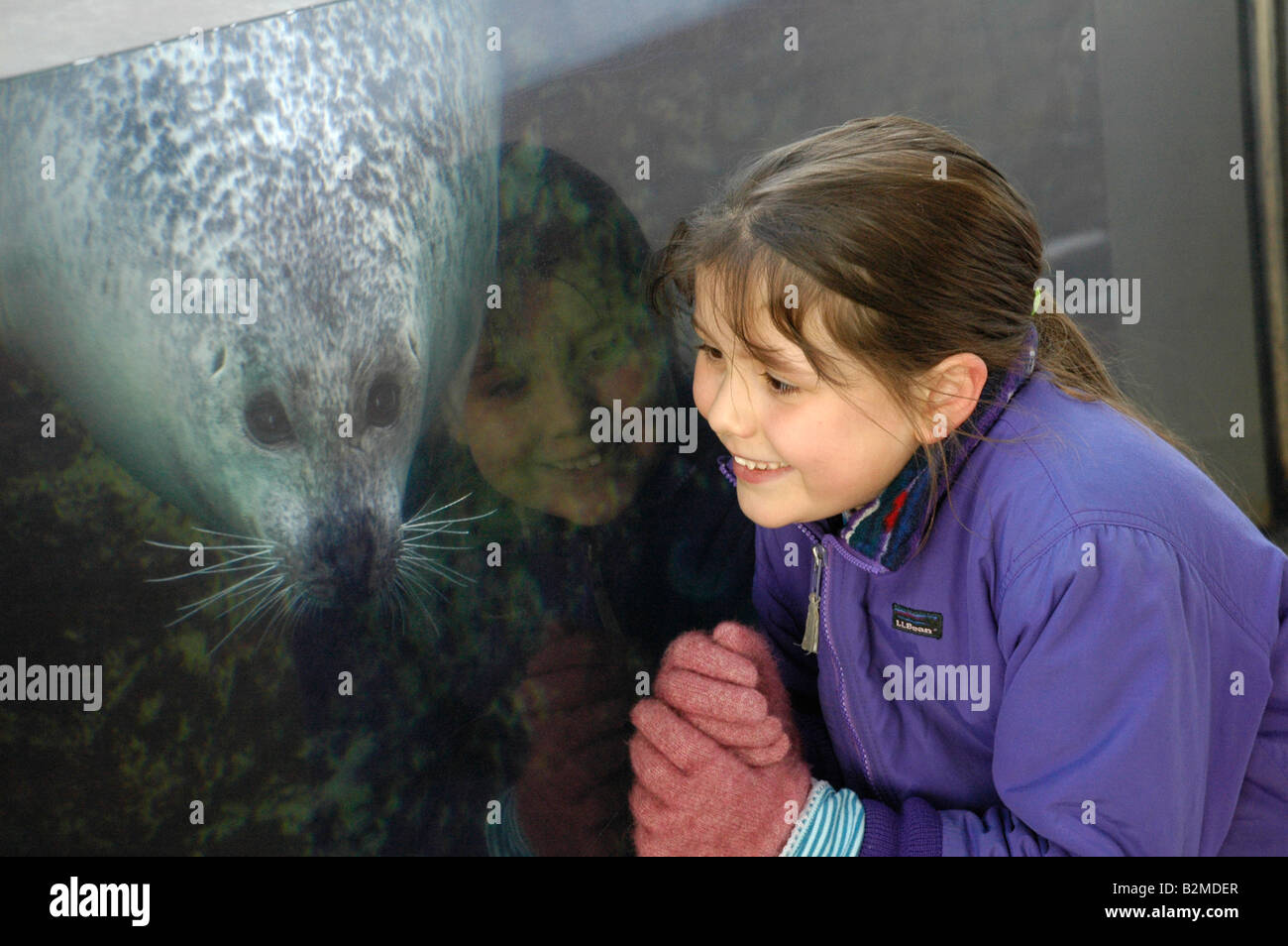 8 year old looks at Atlantic Harbor seal at New England Aquarium Boston MA Stock Photo