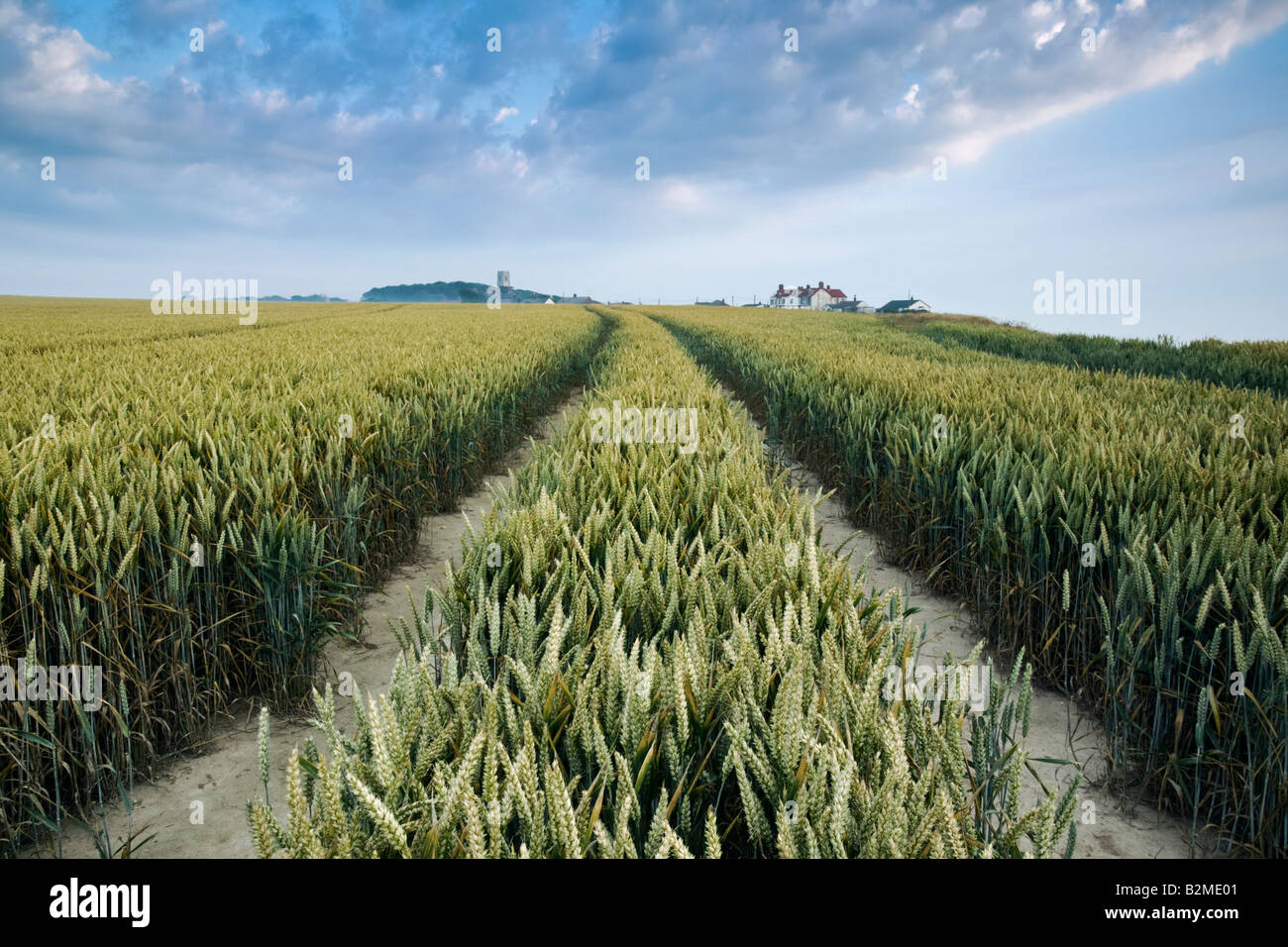 Tracks in a field of wheat Stock Photo