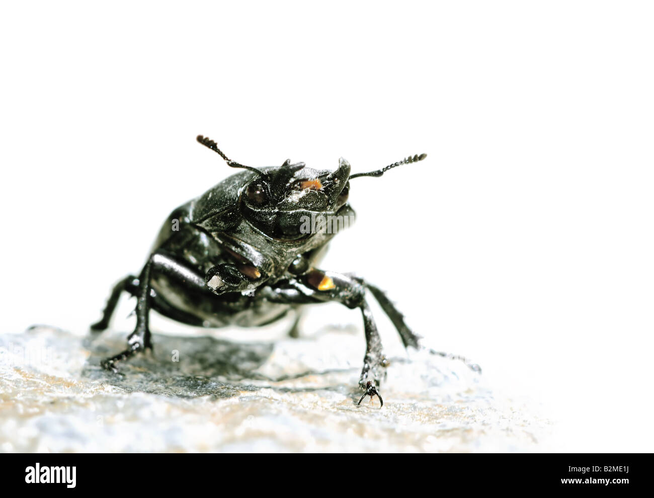 Bumblebee isolated hi-res stock photography and images - Alamy