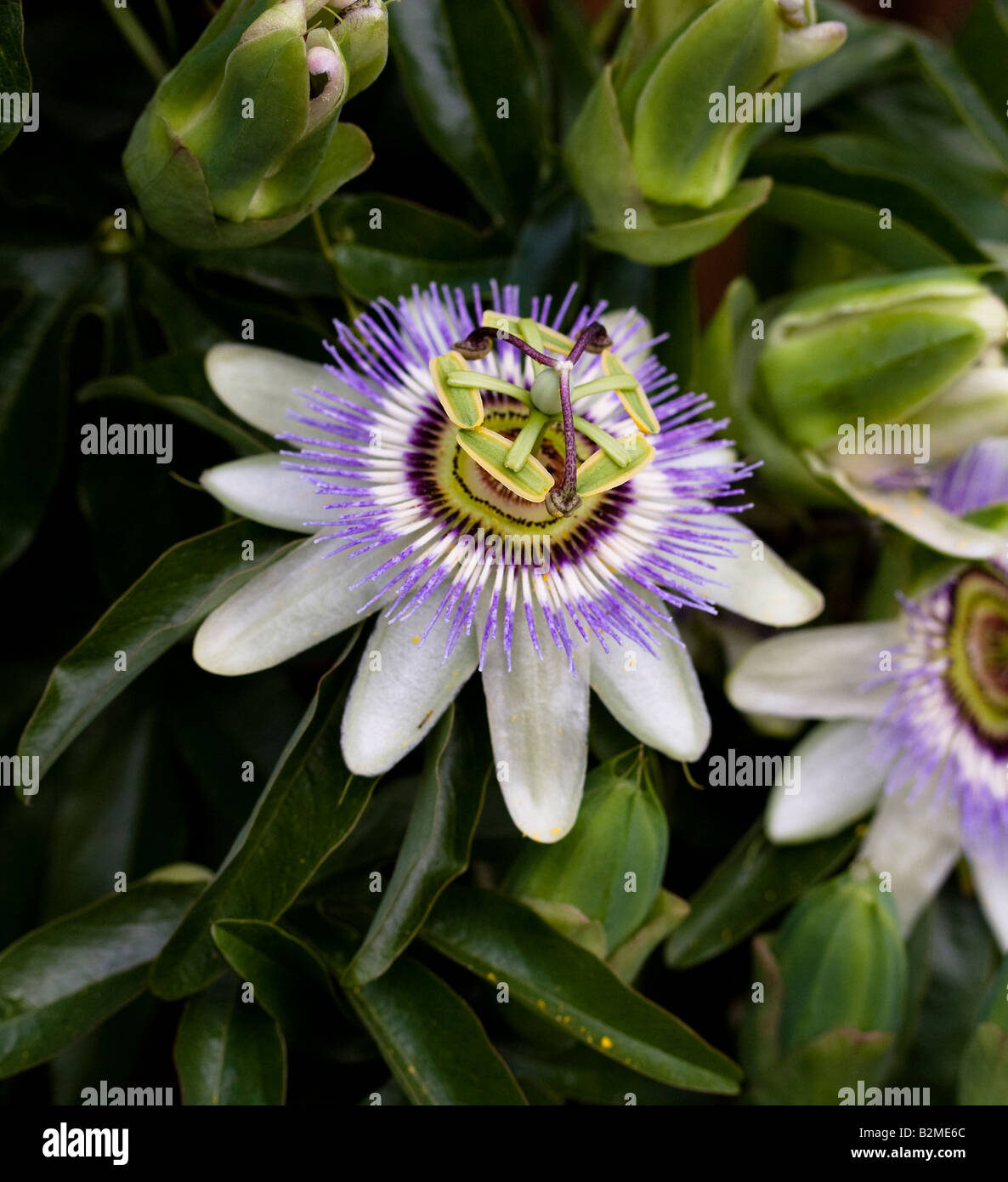 Passion flower hires stock photography and images Alamy