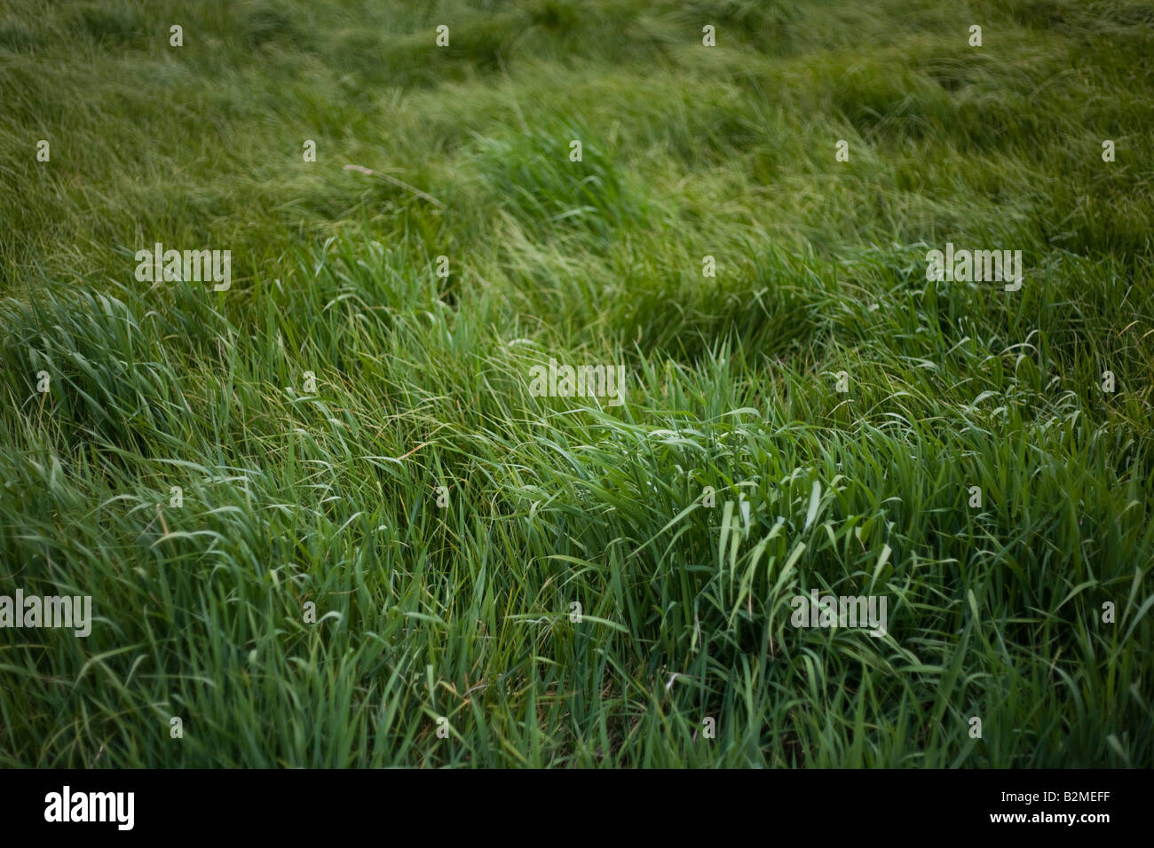 Field of tall green grass flowing in the wind. Stock Photo
