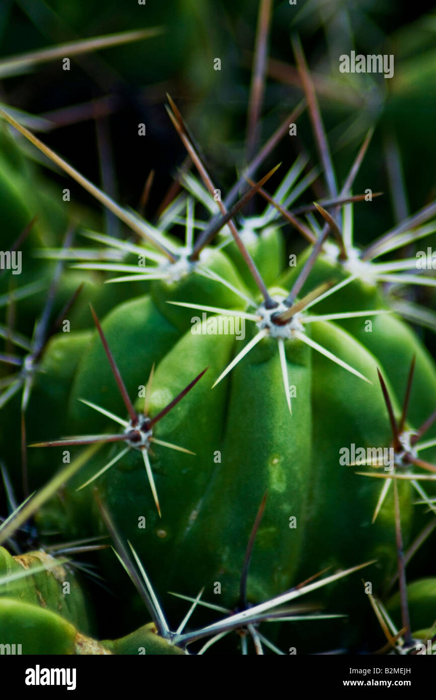 Mexico, Matehuala, Spikes of the gross cactus Stock Photo