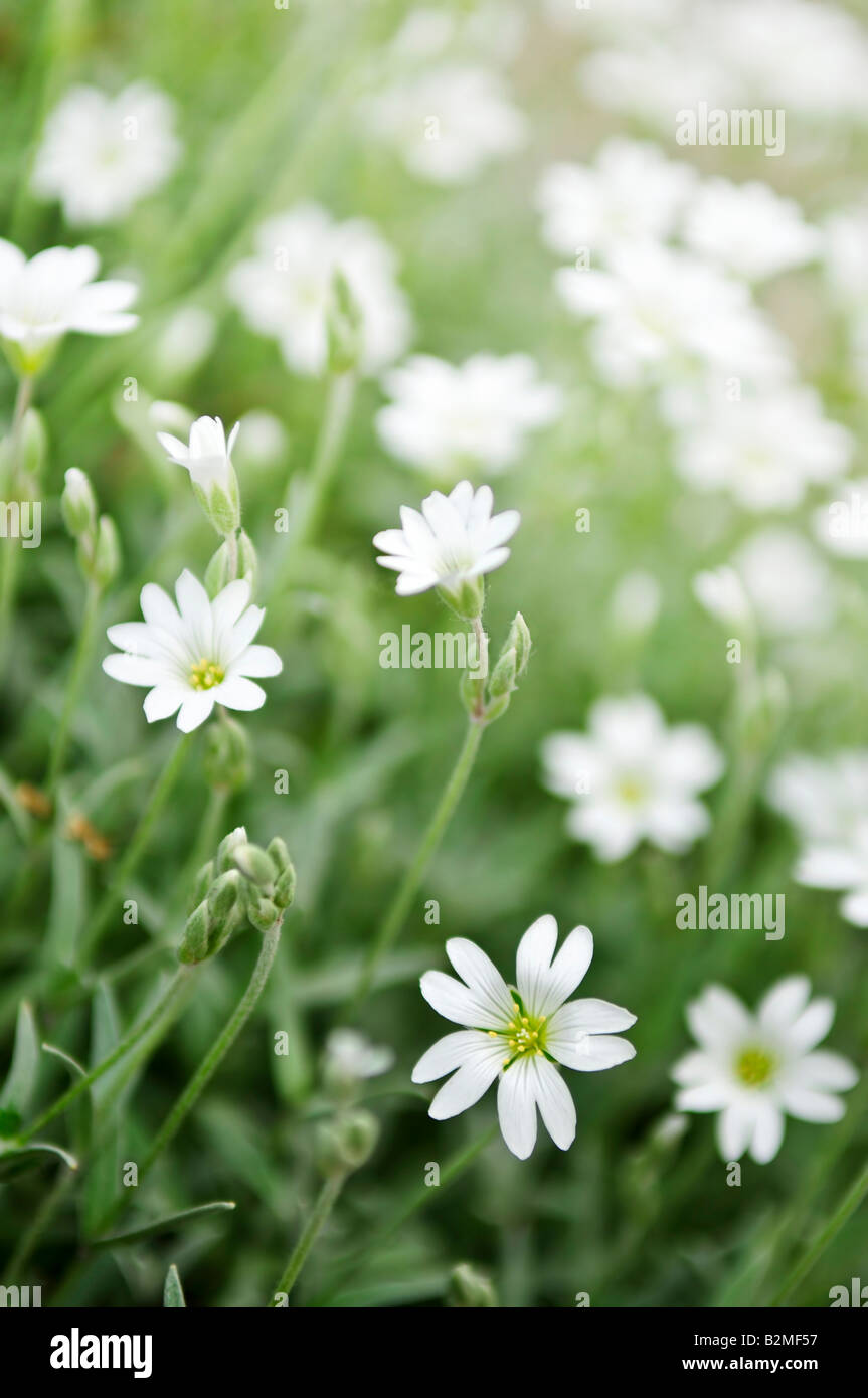 Floral background of cerastium snow in summer flowers close up Stock Photo