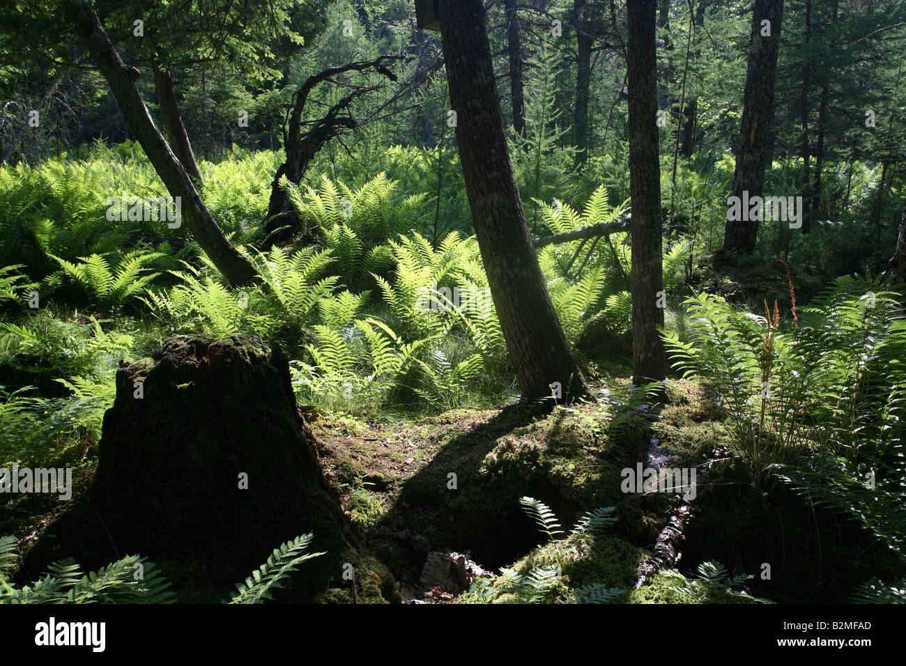View of a forest in the remote Northwoods of northern Wisconsin Stock Photo