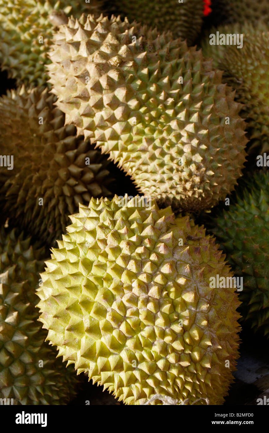 Durian fruit, known for its pungent smell and very popular in asia. Stock Photo