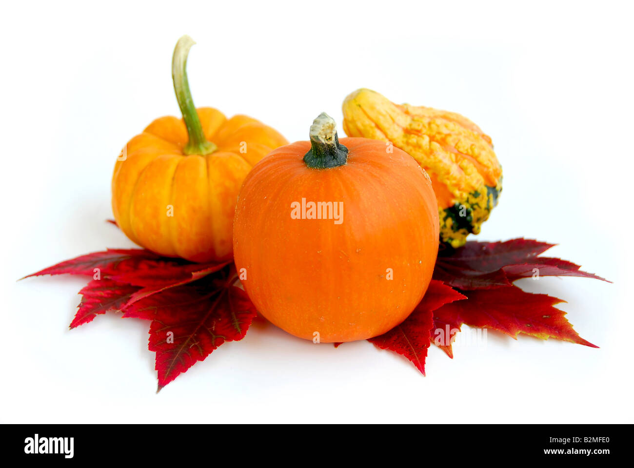 Mini pumpkins with autumn leaves on white background Stock Photo - Alamy