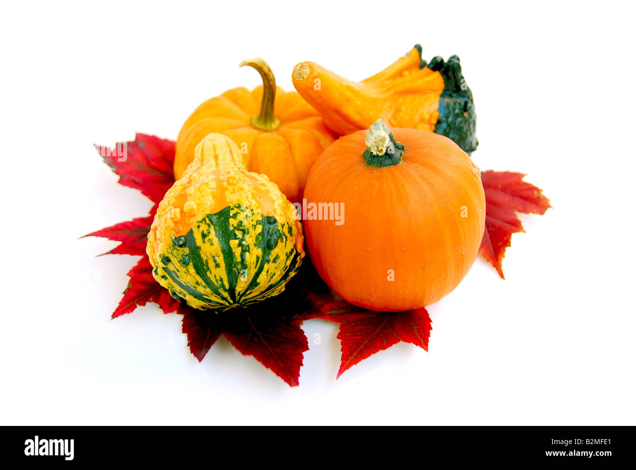 Mini pumpkins with autumn leaves on white background Stock Photo - Alamy
