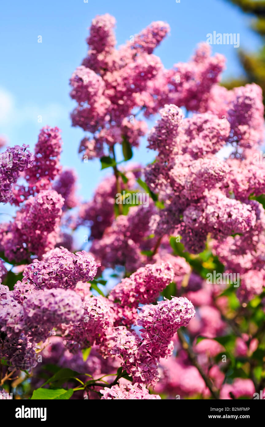Abundant flowers of purple lilac blooming in late spring Stock Photo ...