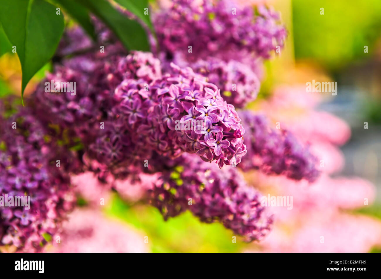Abundant flowers of purple lilac blooming in late spring Stock Photo ...
