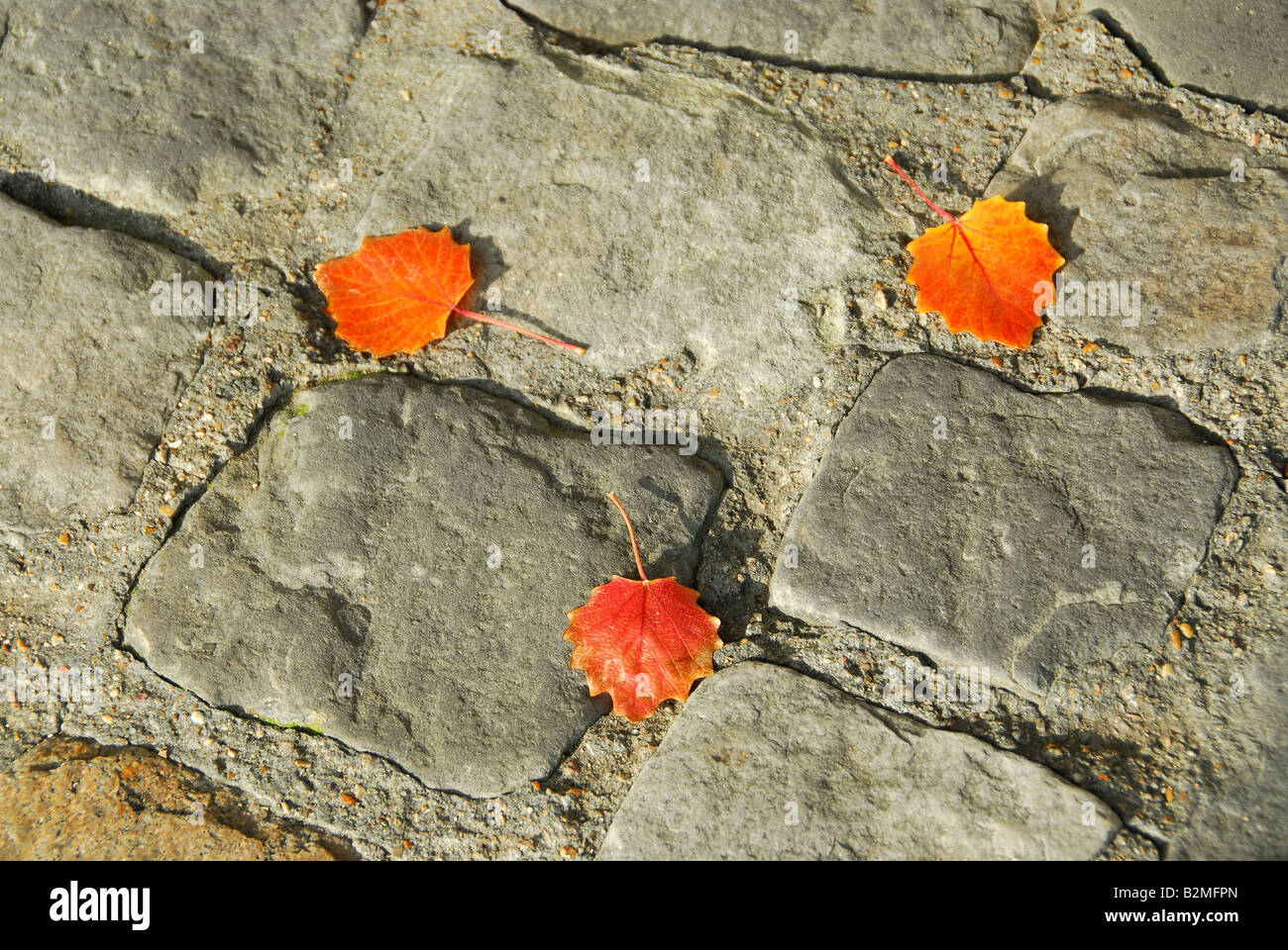 Background of old cobblestone pavement with autumn leaves Stock Photo ...