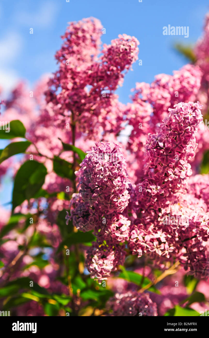Abundant flowers of purple lilac blooming in late spring Stock Photo ...
