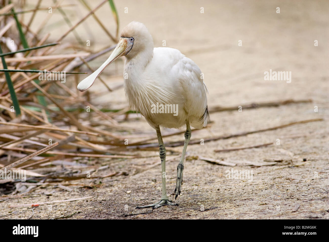 A Yellow-billed spoonbill (Platalea flavipes). Herdsman Lake, Perth ...