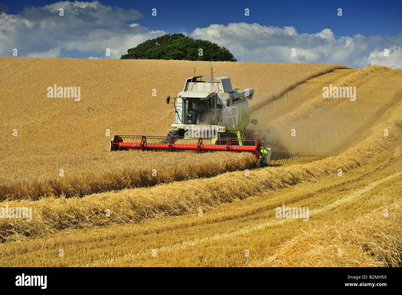 Combine harvesting in England Stock Photo