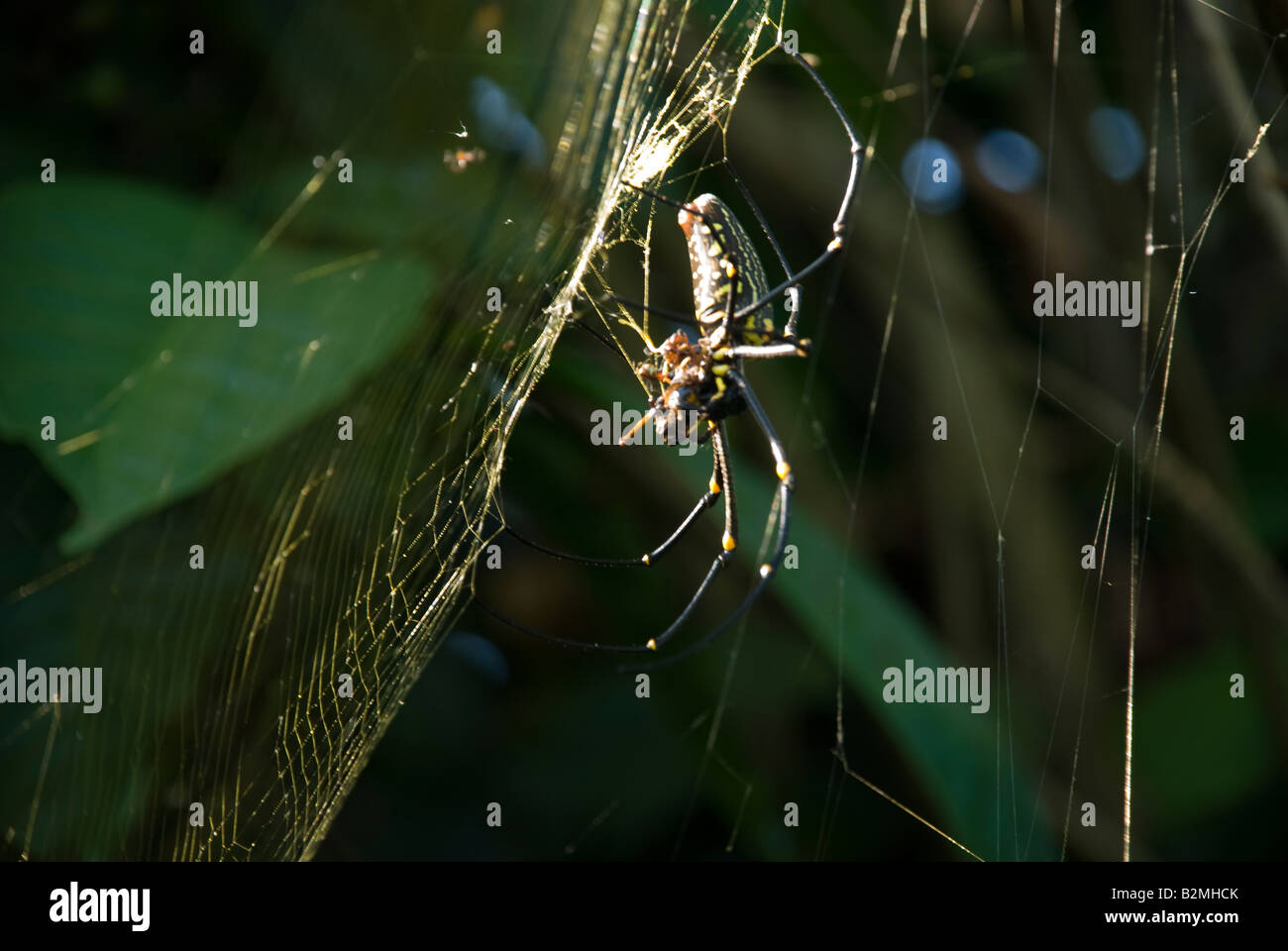 bali indonesia spider big web scary creepy crawly insect wildlife jungle tropical Stock Photo
