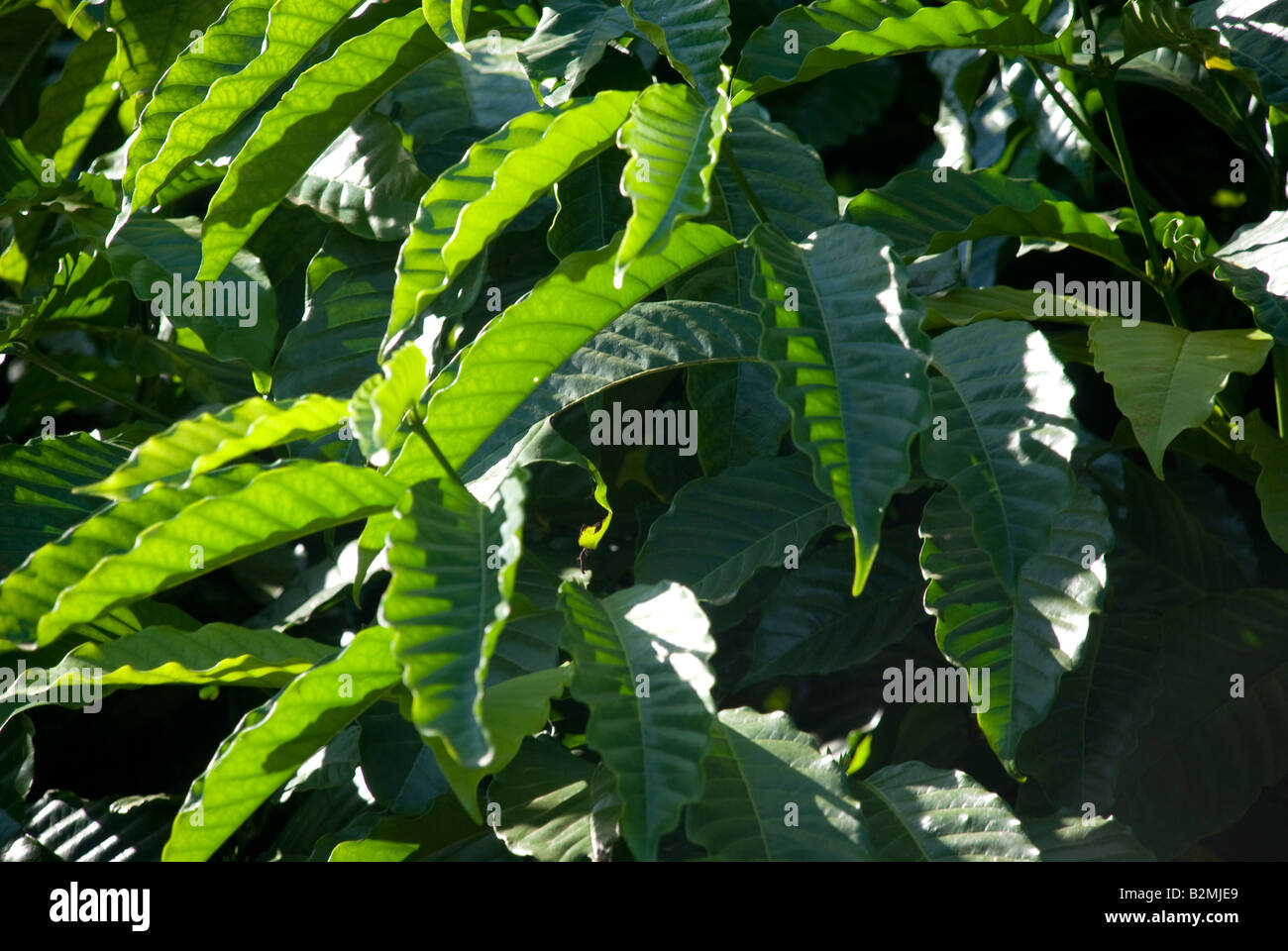 leaves coffee cocoa bali ubud indonesia plant green cocoa chocolate