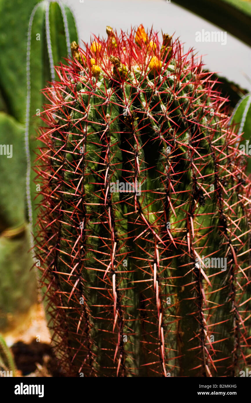 Mexico, Matehuala, Red Barrel Cactus, Cactaceae Stock Photo