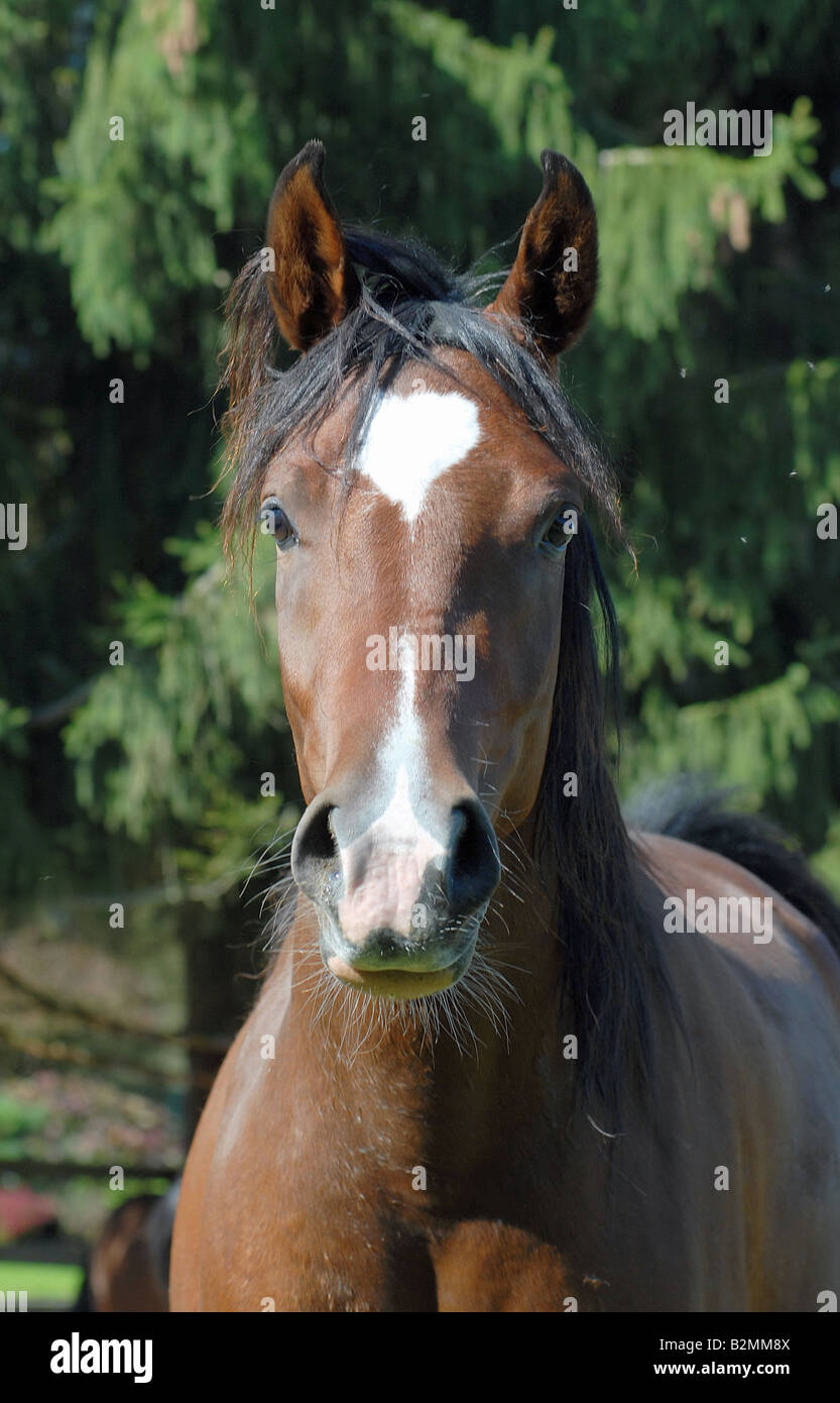 Arabian thoroughbred horse Arabisches Vollblutpferd Stock Photo