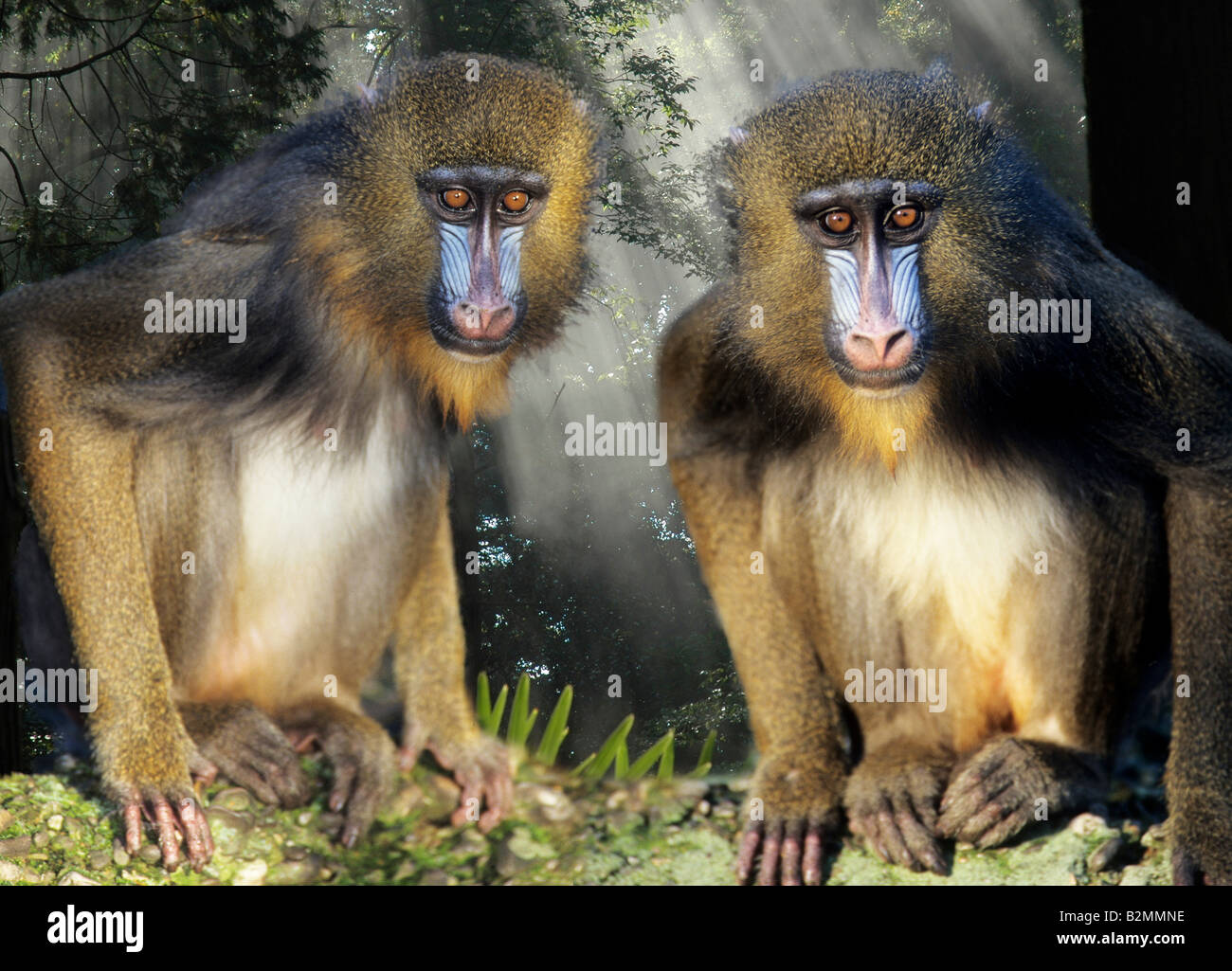 two young male mandrills mandrillus sphinx Stock Photo