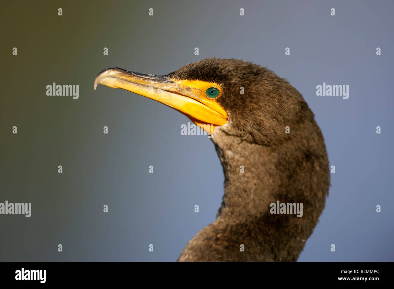 Ohrenscharbe Phalacrocorax auritus Double crested Cormorant Portrait Stock Photo