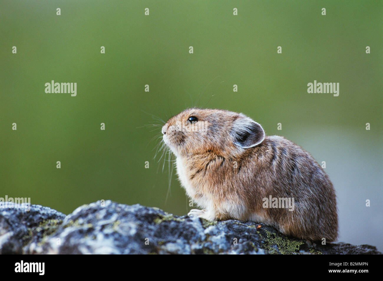 Ochotona princeps Amerikanischer Pfeifhase American Pika Stock Photo