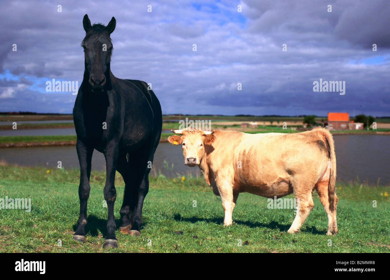 Tiere auf dem Bauernhof Farm Animals cow and black friesian horse stallion Stock Photo