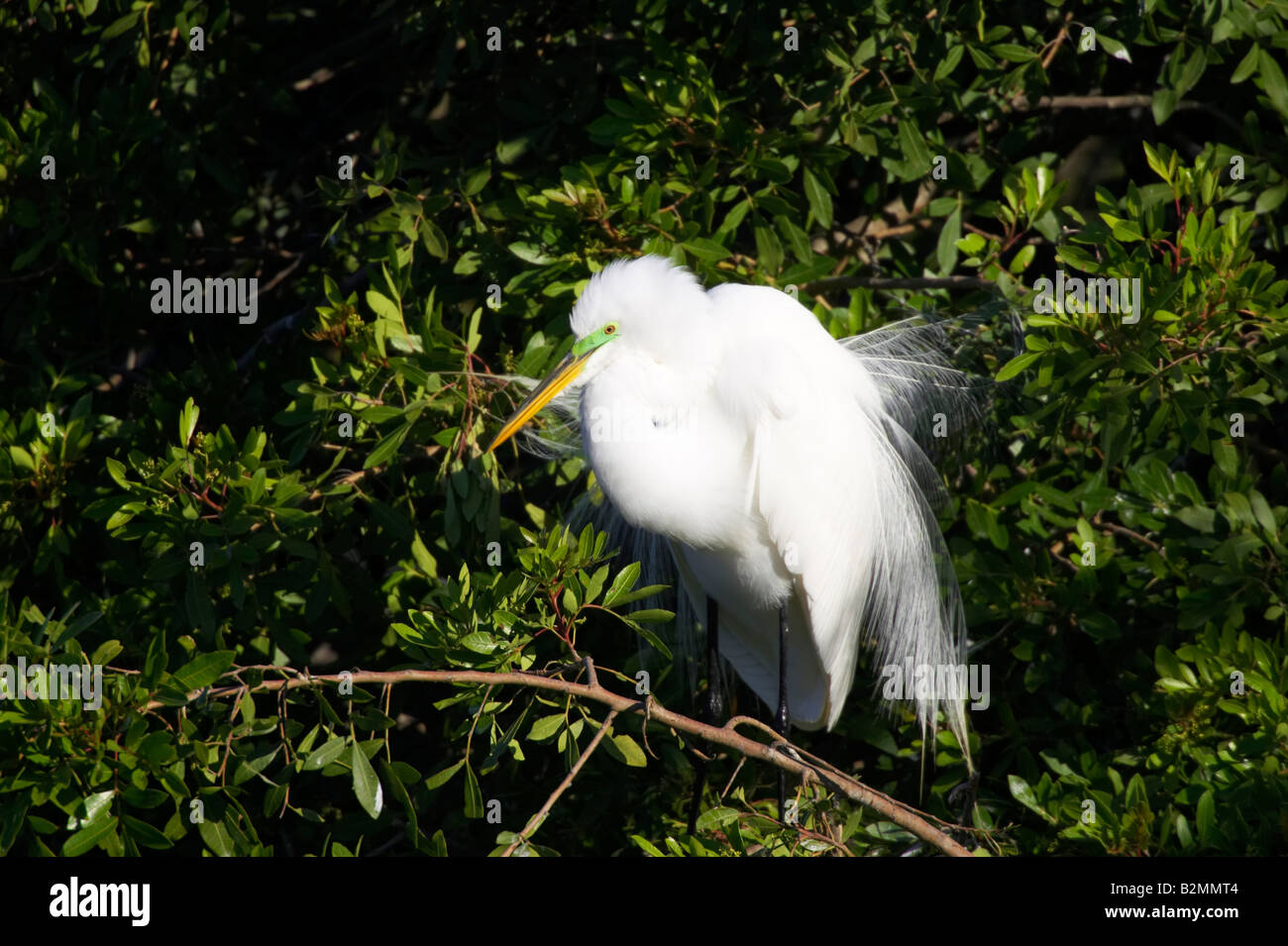Common egret great silberreiher hi res stock photography and images Alamy Common egret great silberreiher hi res stock photography and images Alamy