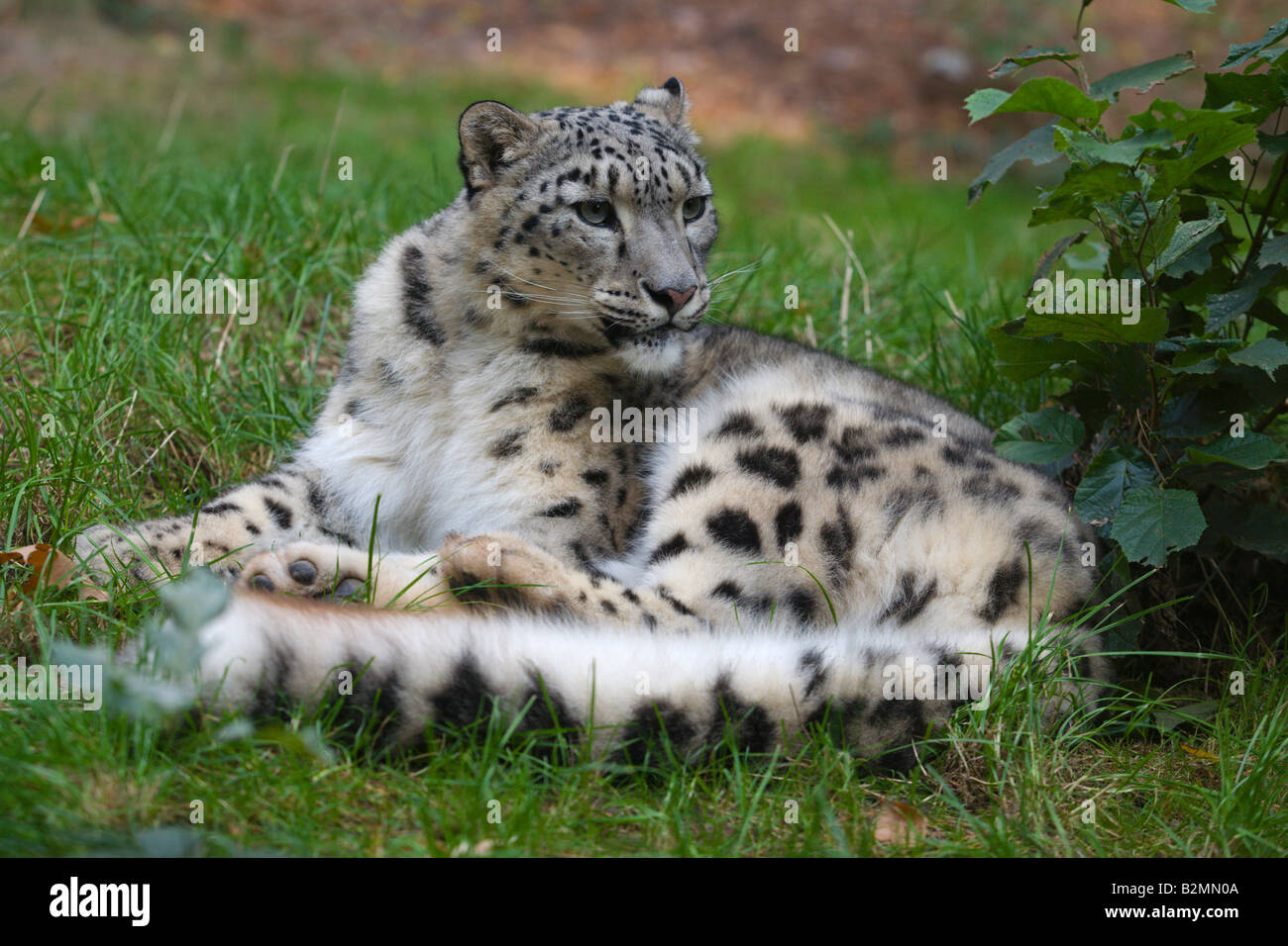 Snow Leopard Uncia uncia Ounce Panthera Stock Photo
