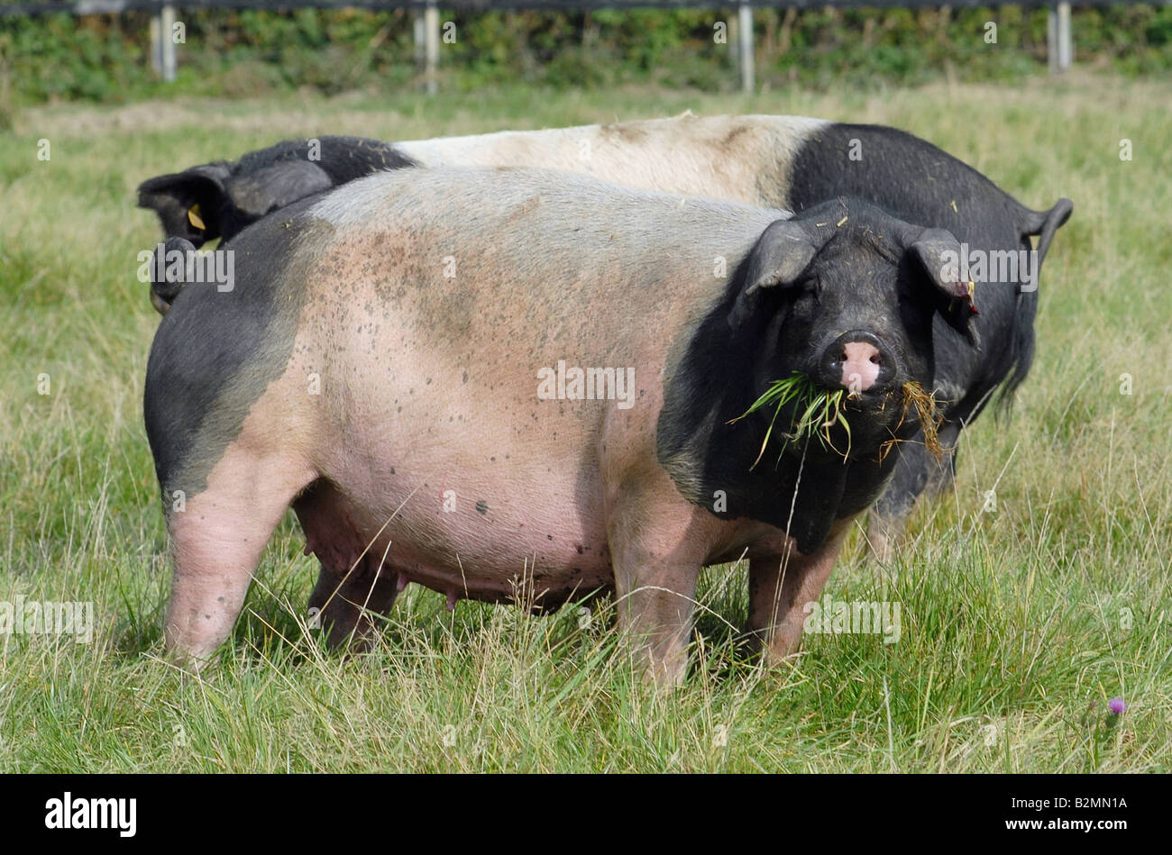Swabian Pig Domestic pigs Schwaebisch Haellisches Landschwein German
