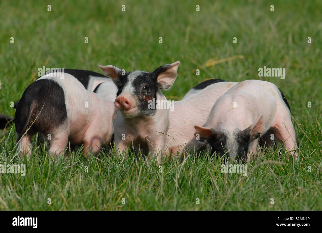 Swabian Pig Domestic pigs Schwaebisch Haellisches Landschwein German Breed piglets young Stock Photo