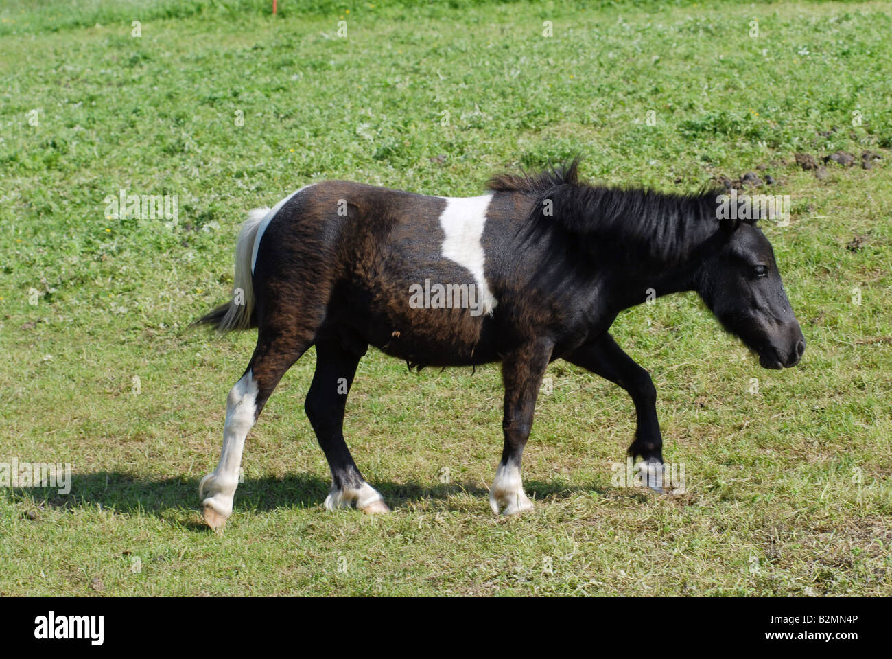 Shetlandpony Shetland Pony Horse Breed Stock Photo