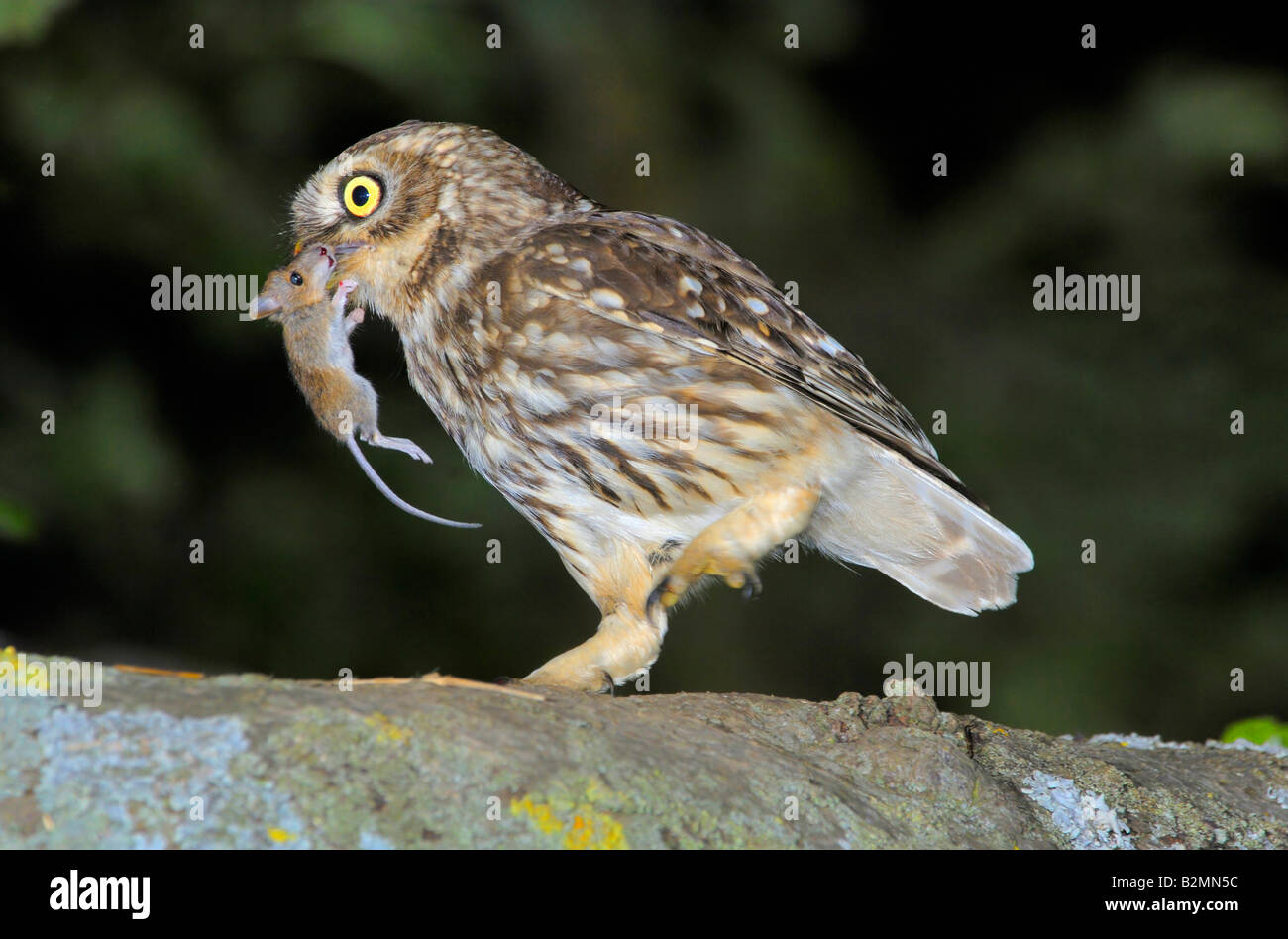 Little Owl Athene noctua Germany Stock Photo