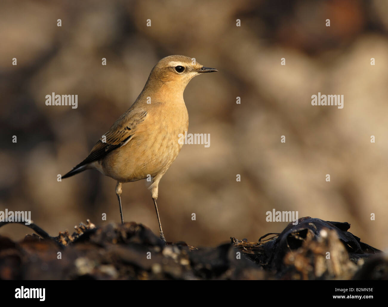Northern Wheatear Oenanthe oenanthe passerine bird Stock Photo