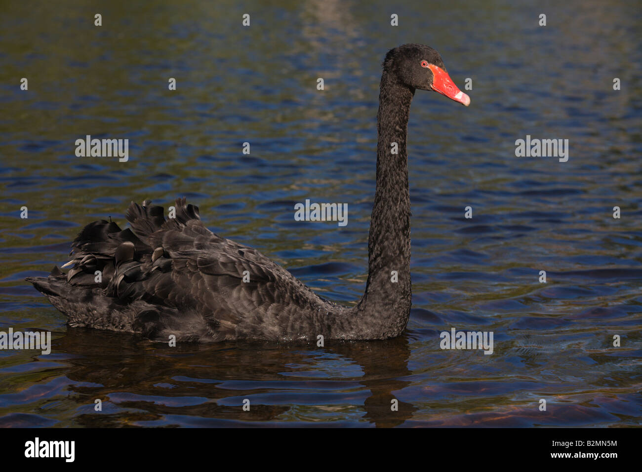Black Swan Cygnus atratus Large Waterbird Netherlands Stock Photo