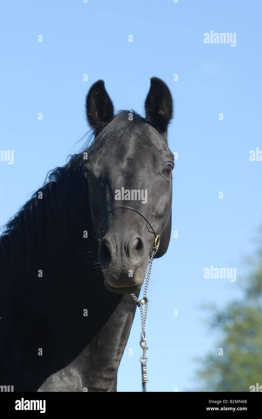 Trakehner Horse Portrait Horse Breeding Stock Photo - Alamy