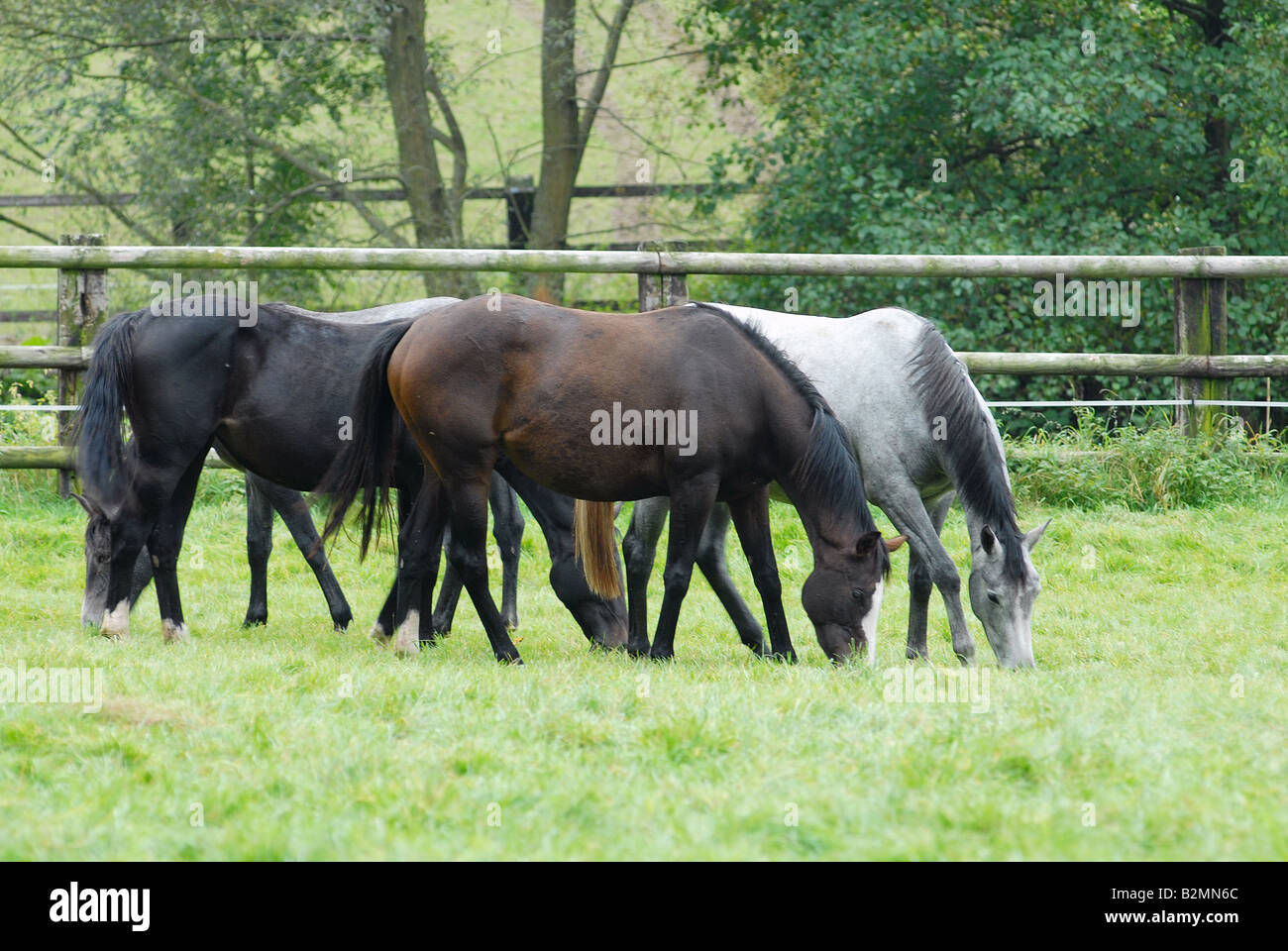 Several Trakehner Horses Paddock Horse Breeding Stock Photo
