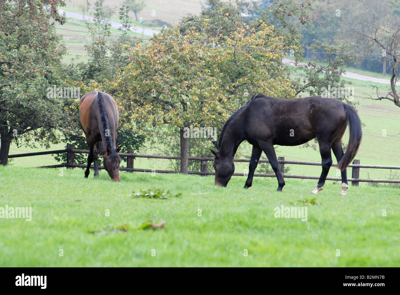 Trakehner Horses Paddock Horse Breeding Stock Photo - Alamy